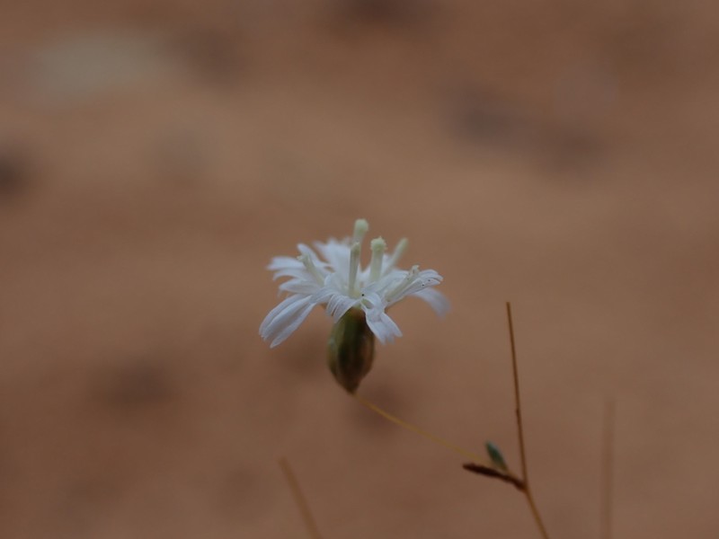 Siemssenia capillaris photo 3