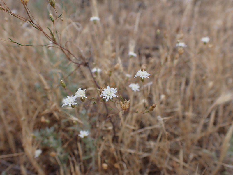 Siemssenia capillaris photo 4