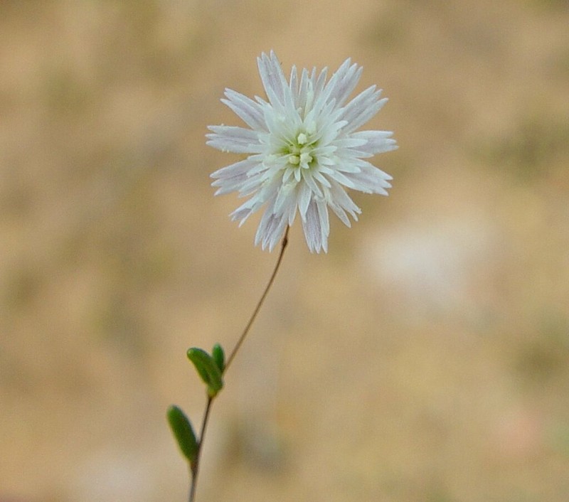 Siemssenia capillaris photo 5
