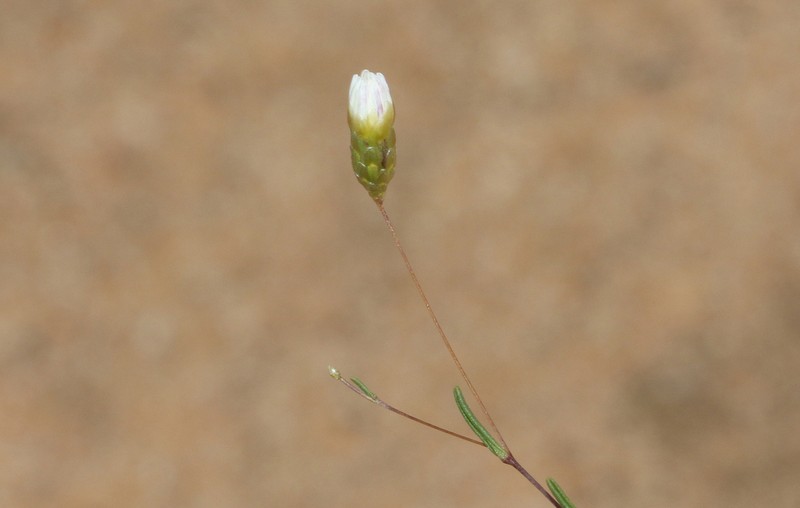 Siemssenia capillaris photo 6