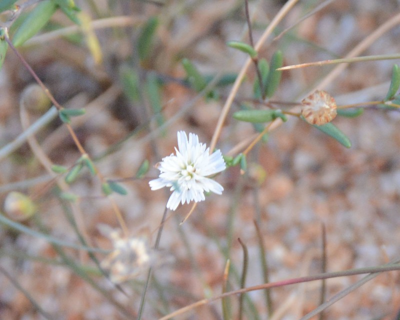 Siemssenia capillaris photo 7