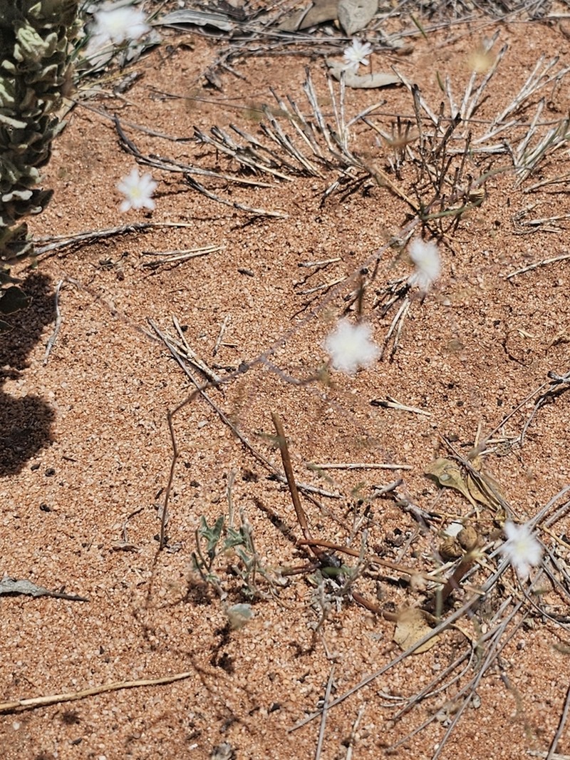 Siemssenia capillaris photo 8