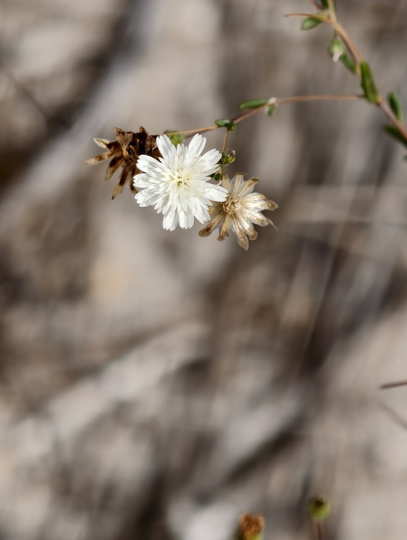 Siemssenia microcephala