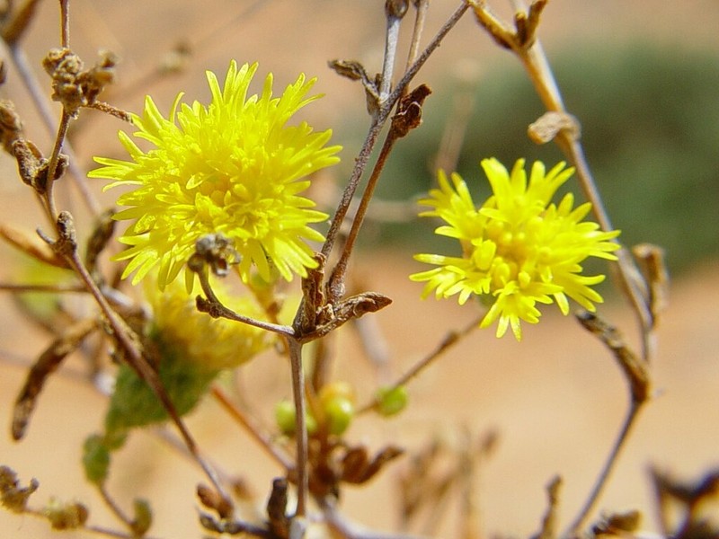 Siemssenia microcephala photo 2