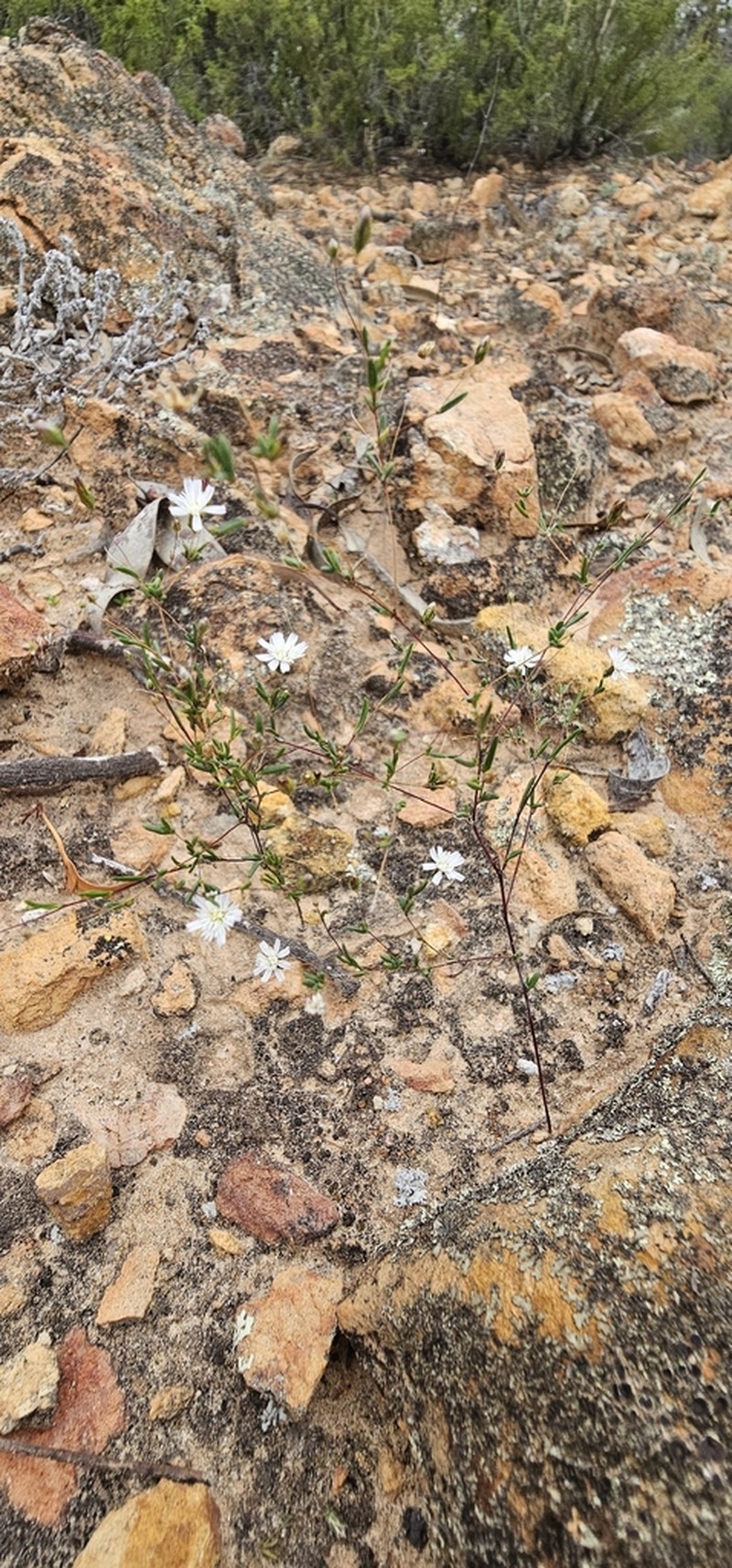 Siemssenia microcephala photo 4
