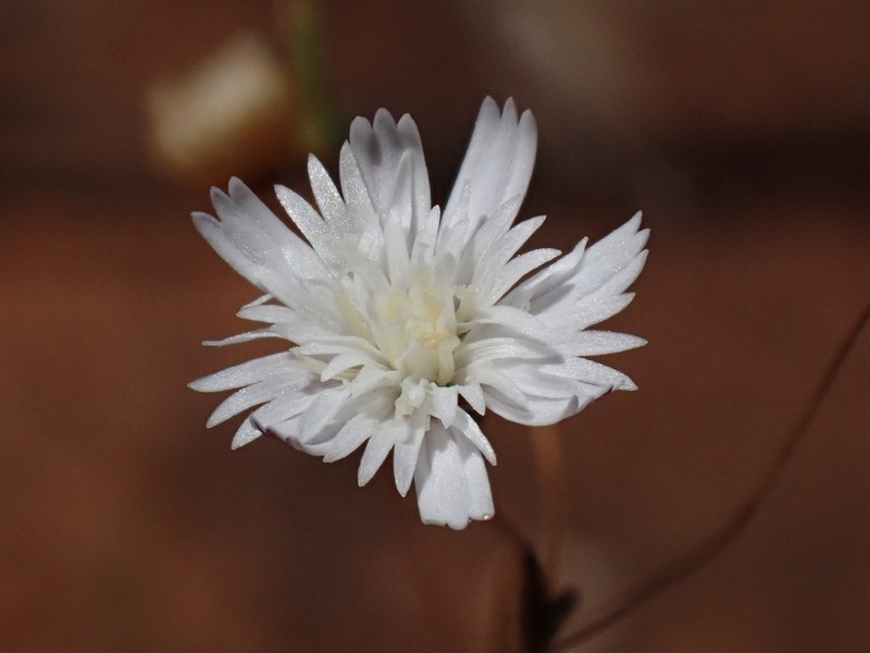 Siemssenia microcephala photo 5