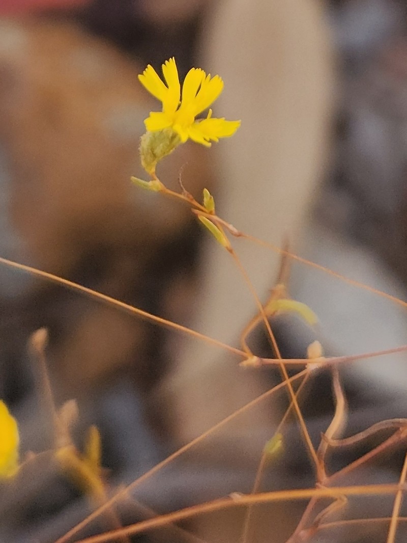 Siemssenia microcephala photo 6