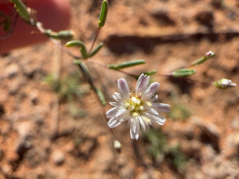 Siemssenia microcephala photo 7