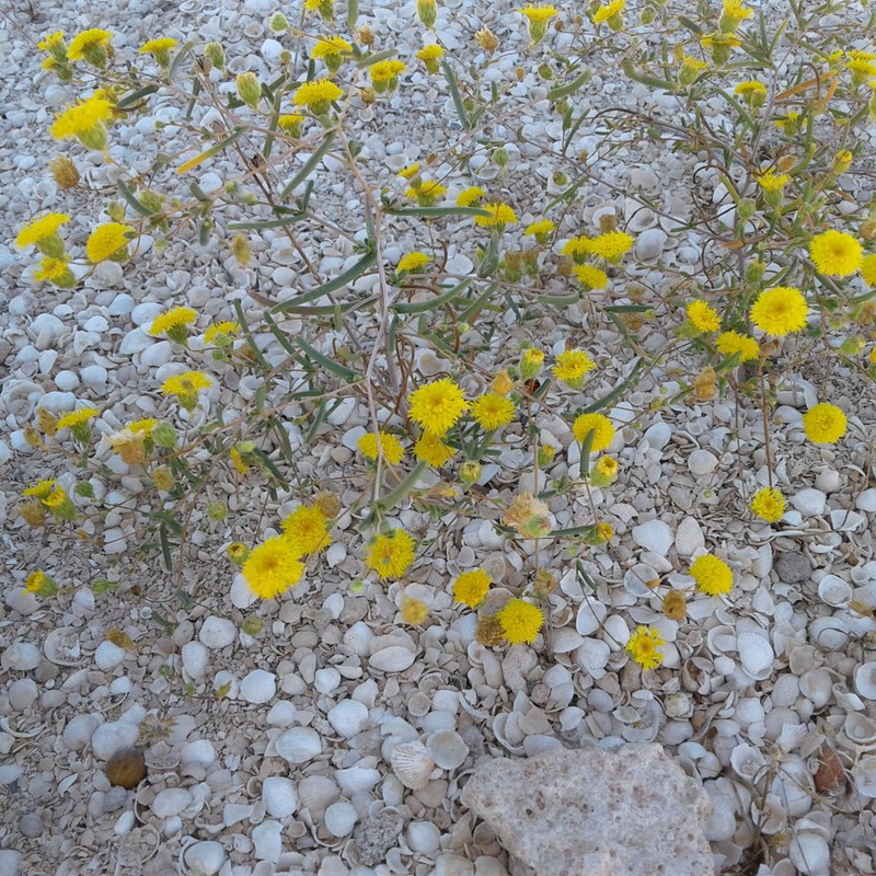 Siemssenia microcephala photo 8
