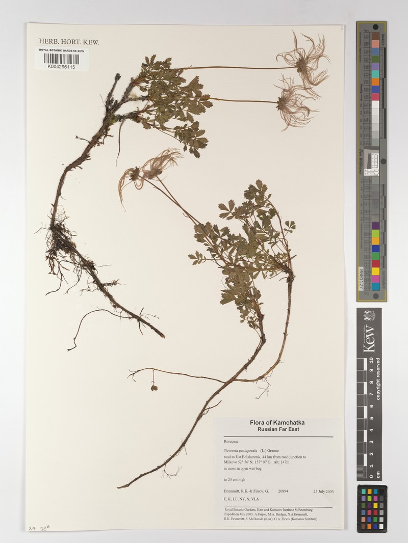 Aleutian Avens