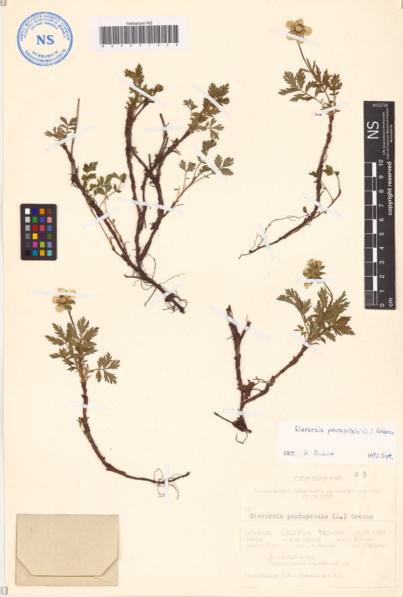 Aleutian Avens photo 2