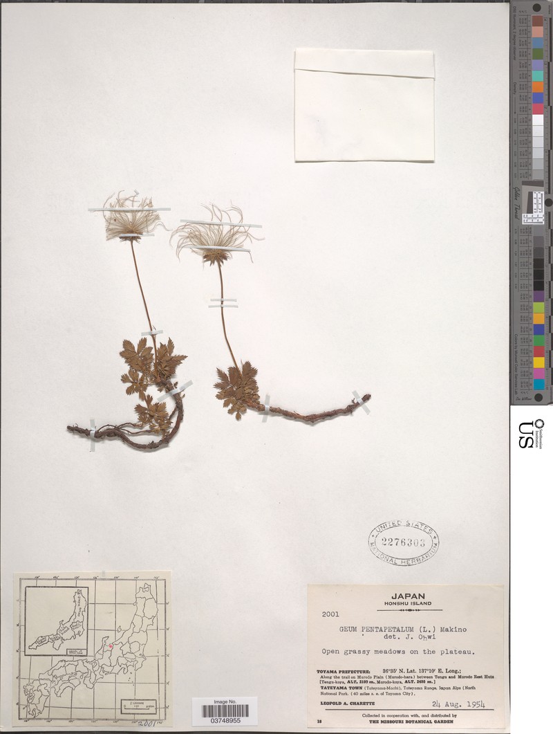 Aleutian Avens photo 3