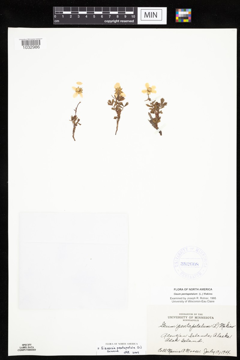 Aleutian Avens photo 4