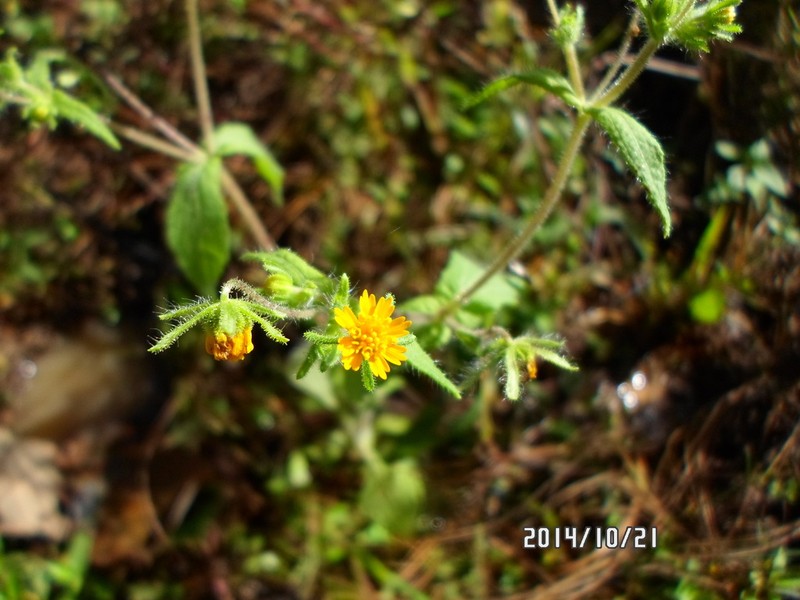 Sigesbeckia agrestis