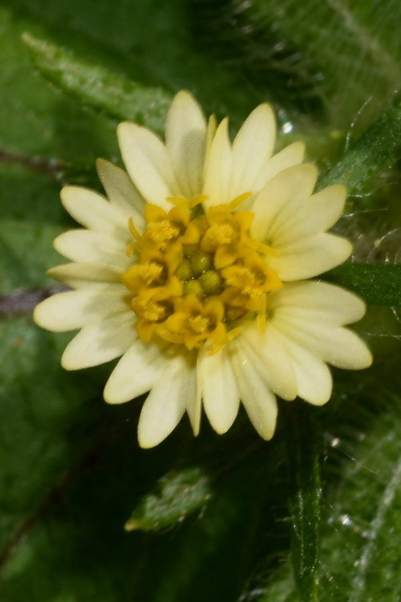 Sigesbeckia agrestis photo 2