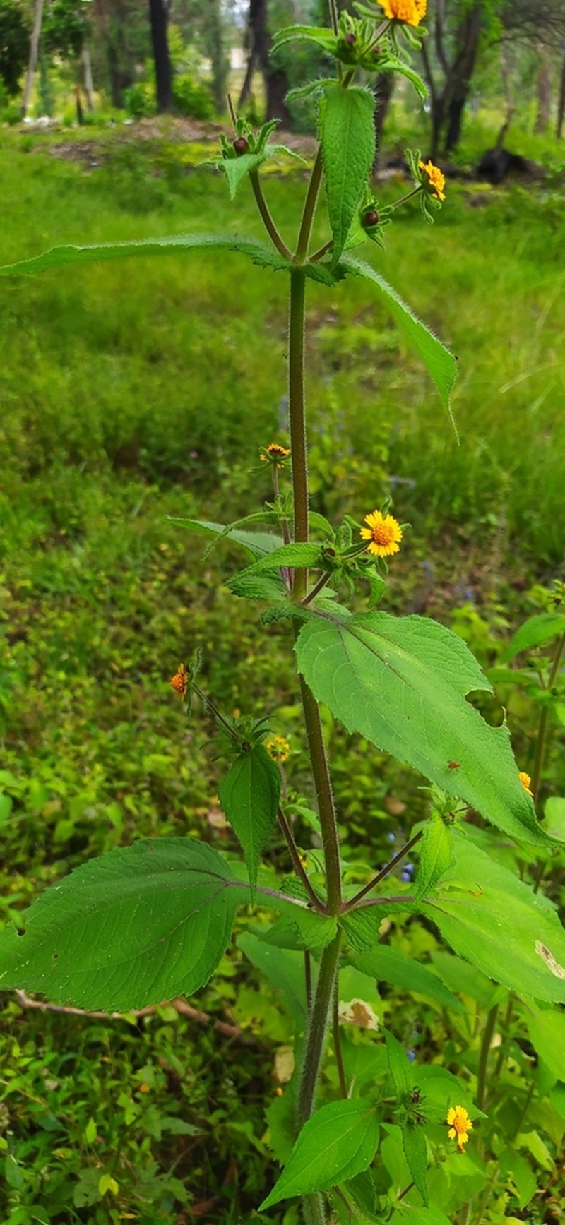 Sigesbeckia agrestis photo 3