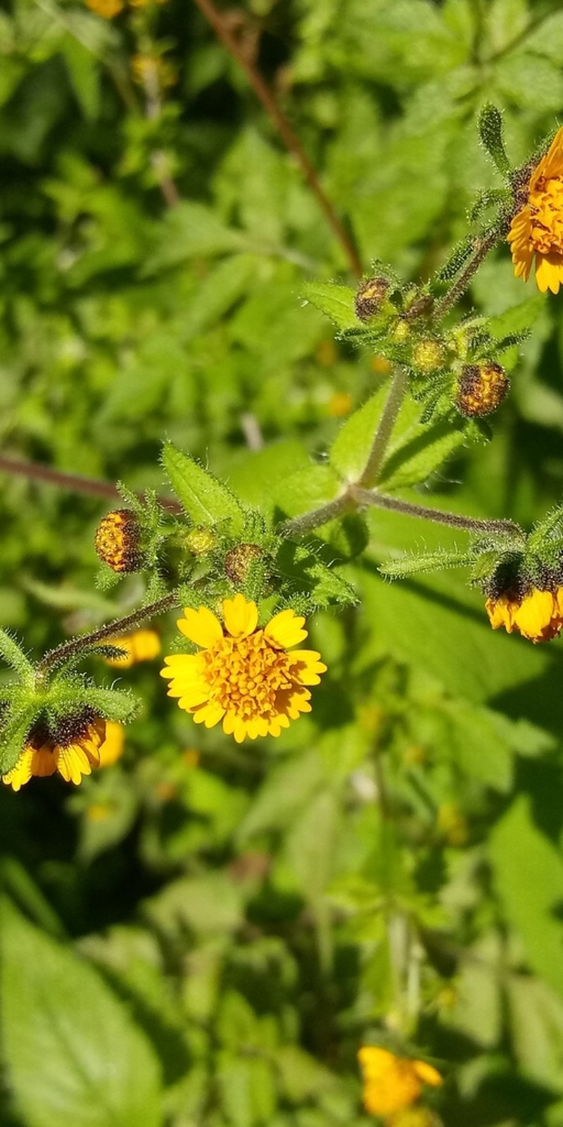 Sigesbeckia agrestis photo 4