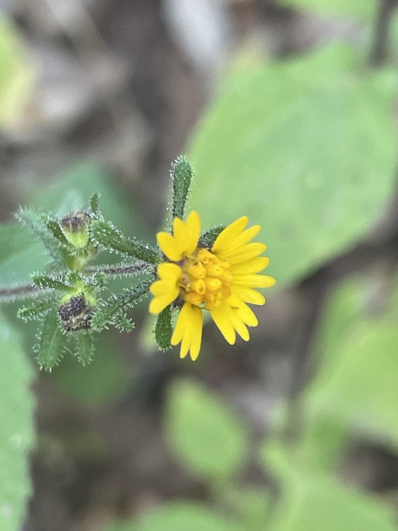 Sigesbeckia agrestis photo 5