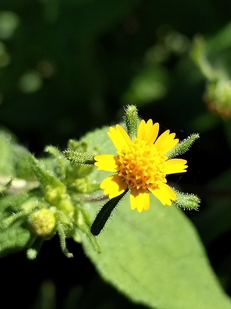 Sigesbeckia agrestis photo 6