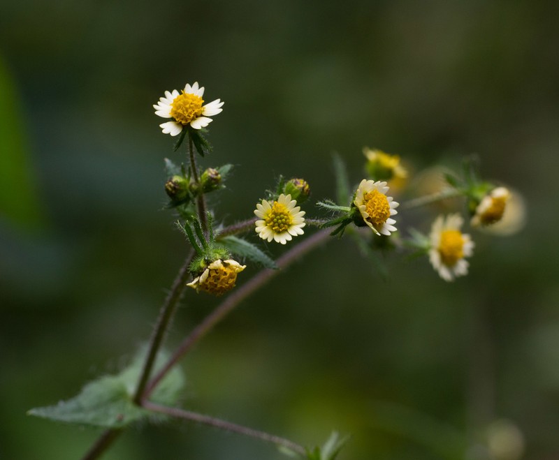 Sigesbeckia agrestis photo 7