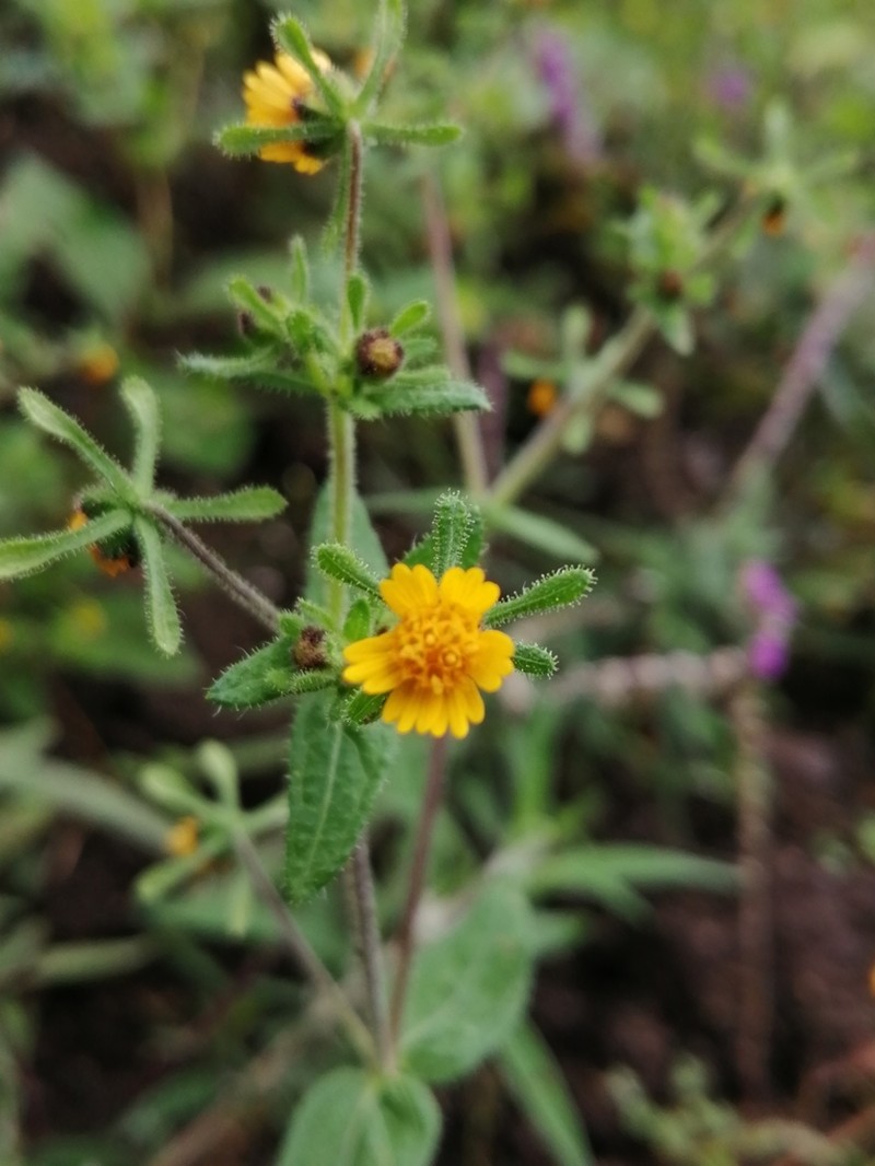 Sigesbeckia agrestis photo 8