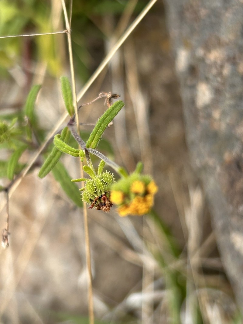 Sigesbeckia australiensis