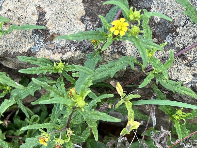 Sigesbeckia australiensis photo 2