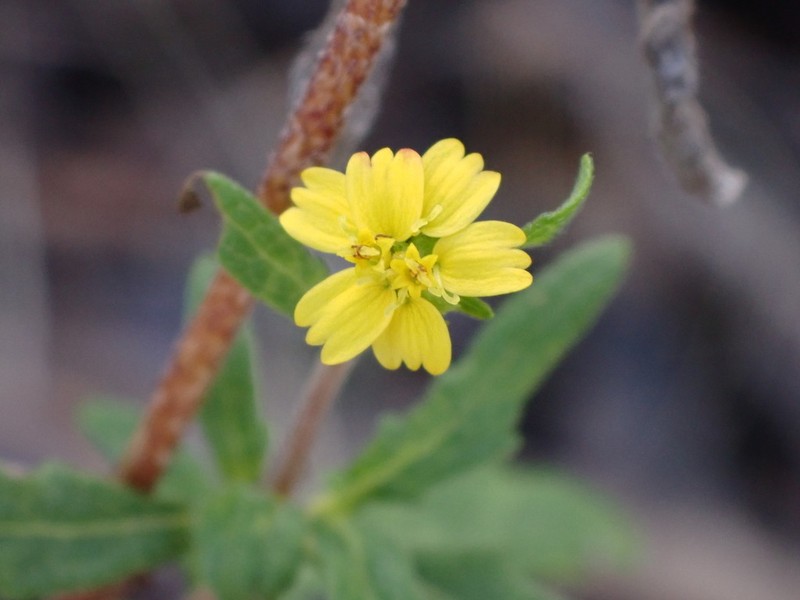 Sigesbeckia australiensis photo 3