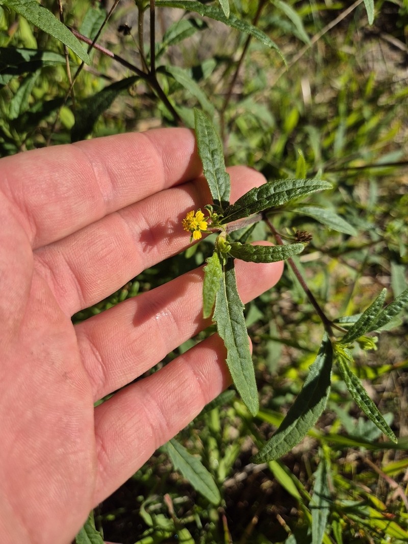 Sigesbeckia australiensis photo 4