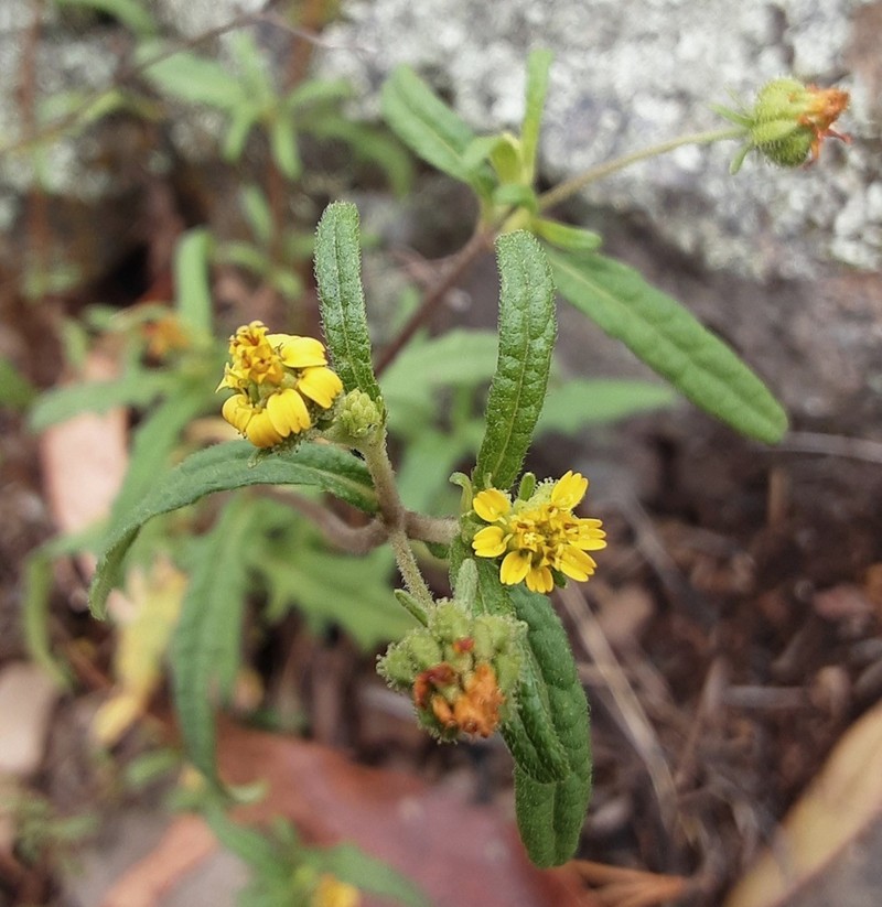 Sigesbeckia australiensis photo 5