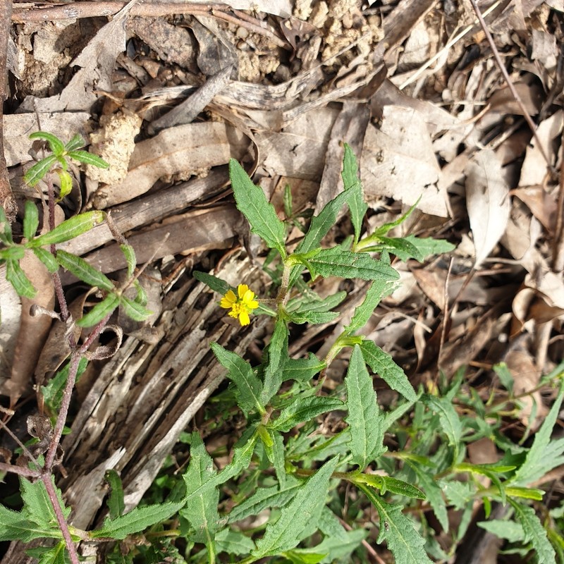 Sigesbeckia australiensis photo 6