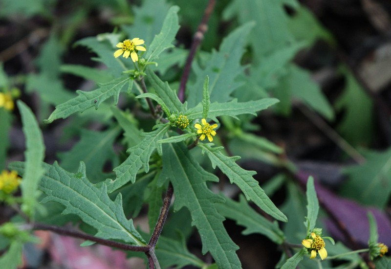Sigesbeckia australiensis photo 7