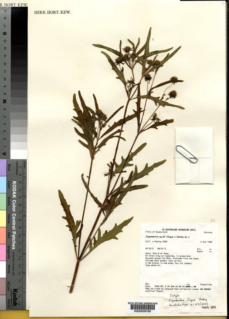 Sigesbeckia australiensis subsp. fugax