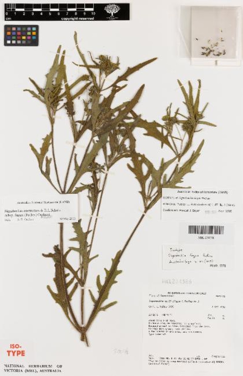 Sigesbeckia australiensis subsp. fugax photo 2