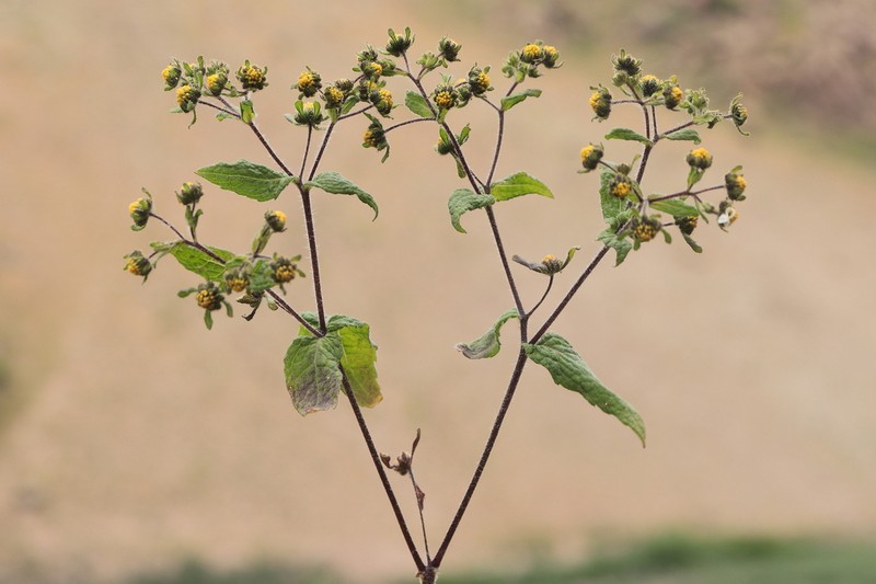 Sigesbeckia flosculosa