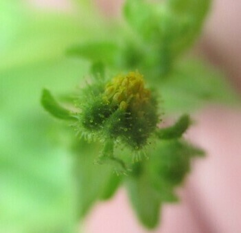 Sigesbeckia flosculosa photo 2