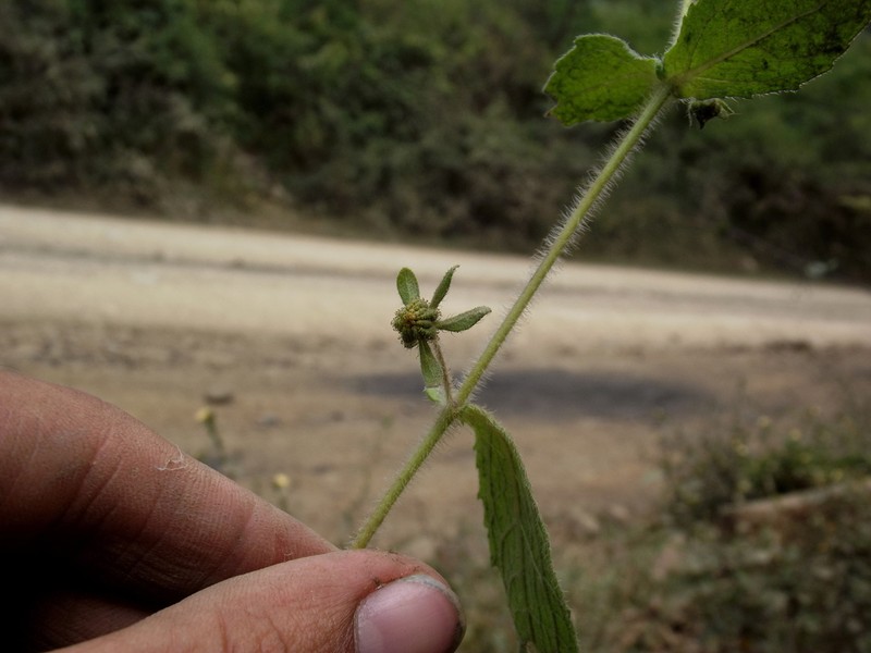 Sigesbeckia flosculosa photo 3