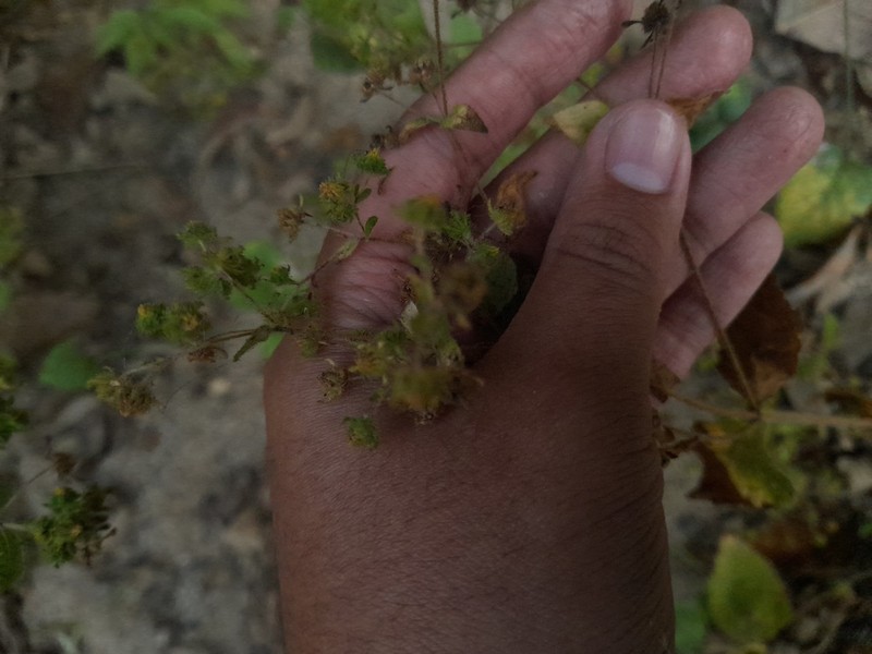 Sigesbeckia flosculosa photo 5