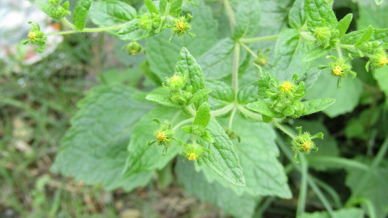 Sigesbeckia flosculosa photo 8