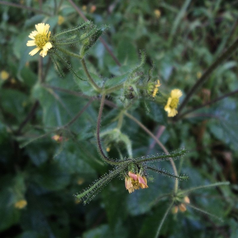 Sigesbeckia jorullensis