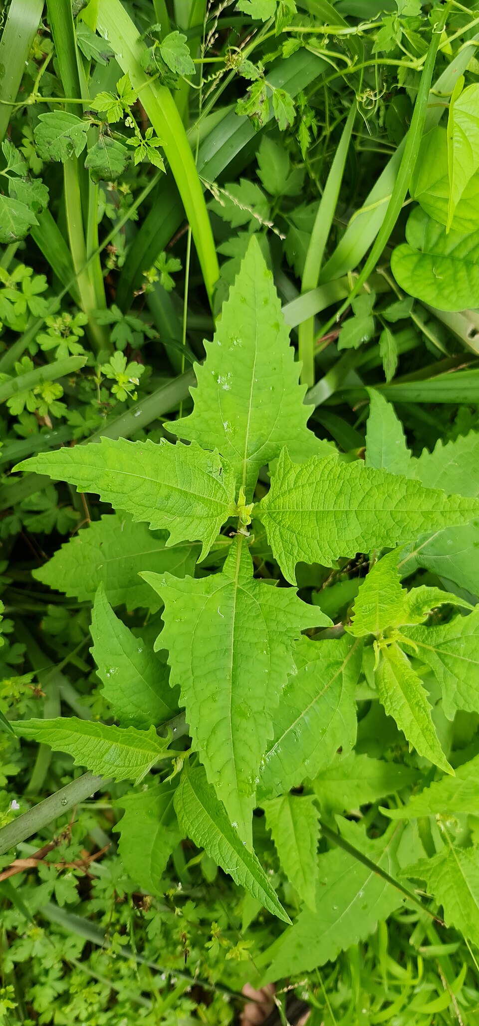 Common St. Paul's Wort photo 5