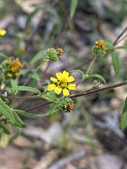 Common St. Paul's Wort