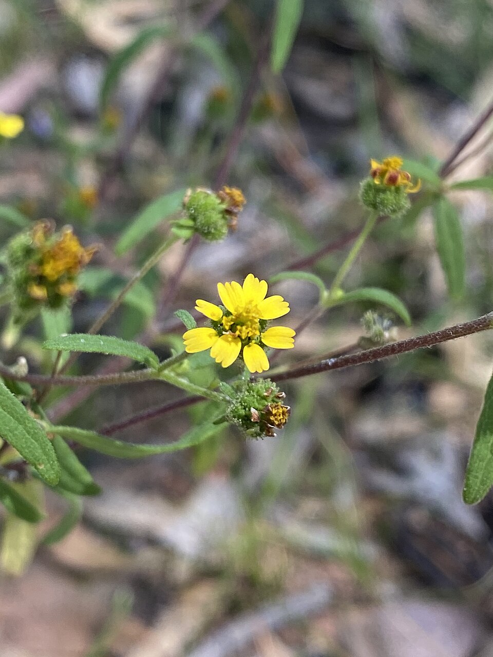 Common St. Paul's Wort