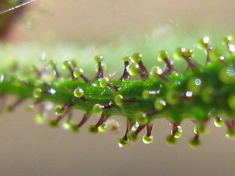 Common St. Paul's Wort photo 7