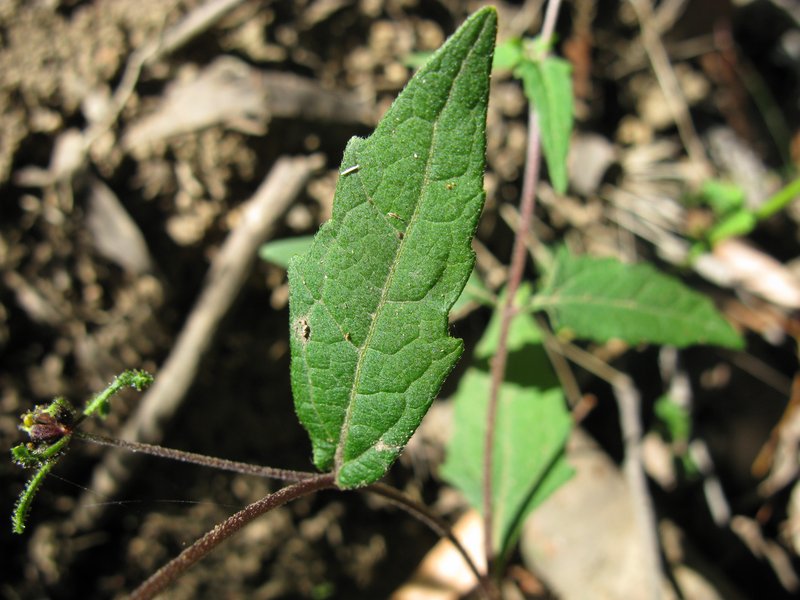 Common St. Paul's Wort photo 8
