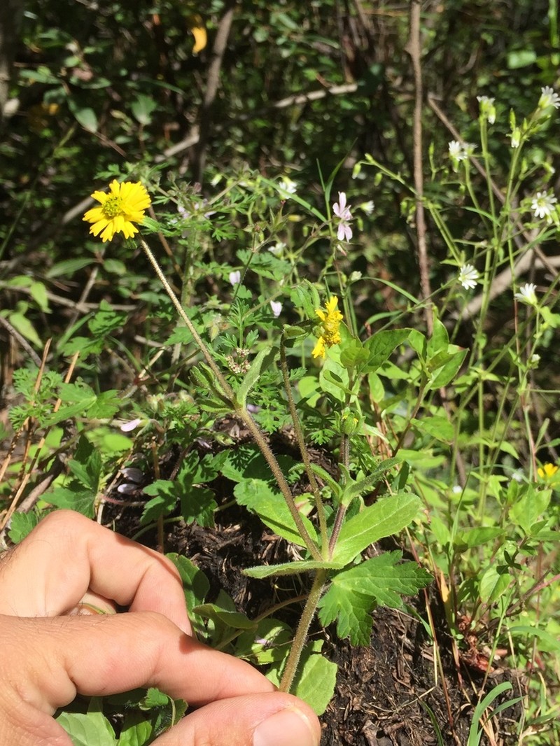 Sigesbeckia repens