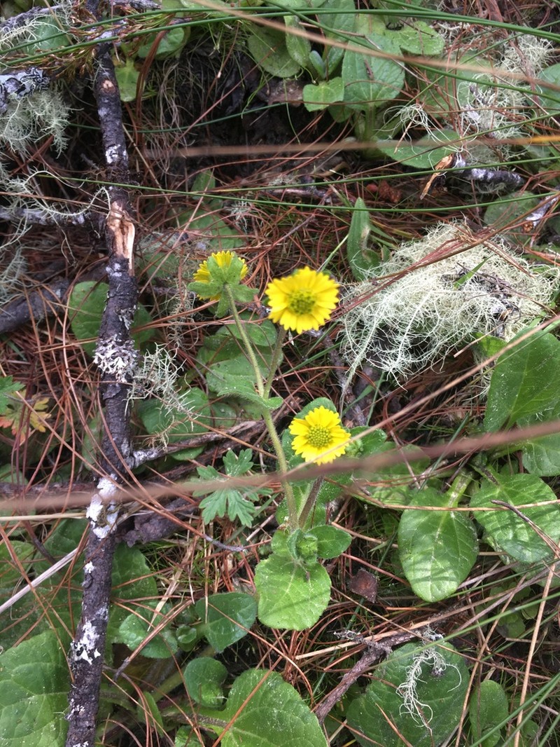 Sigesbeckia repens photo 2