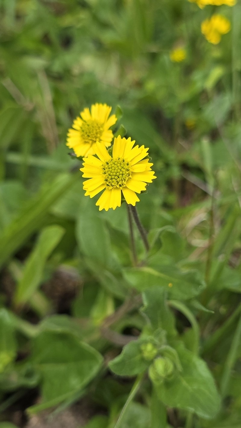 Sigesbeckia repens photo 3