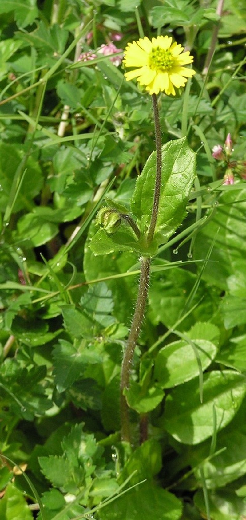 Sigesbeckia repens photo 4
