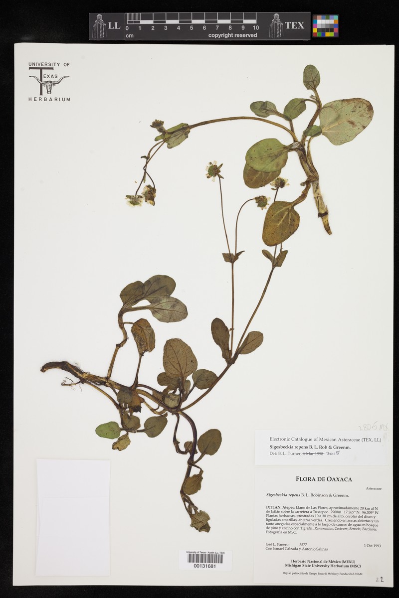 Sigesbeckia repens photo 5